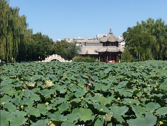 古莲花池不能错过的夏季美景